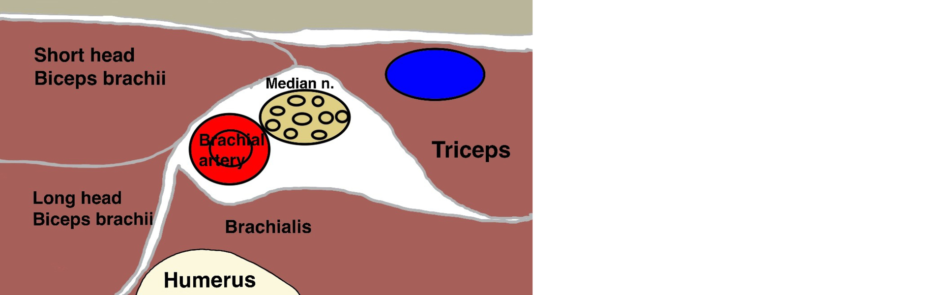 Schematic representation of median nerve anatomy and related structures superior to the elbow crease