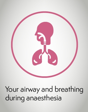 The airway